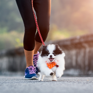 4 Ejercicios para ponerte en forma con tu mascota
